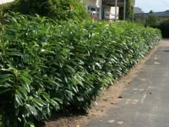 Aufrechter Kirschlorbeer / Lorbeerkirsche 'Herbergii' 22 Aufrechter Kirschlorbeer / Lorbeerkirsche 'Herbergii' -Edelrosen Geschaft aufrechter kirschlorbeer lorbeerkirsche herbergii m002192 w 1