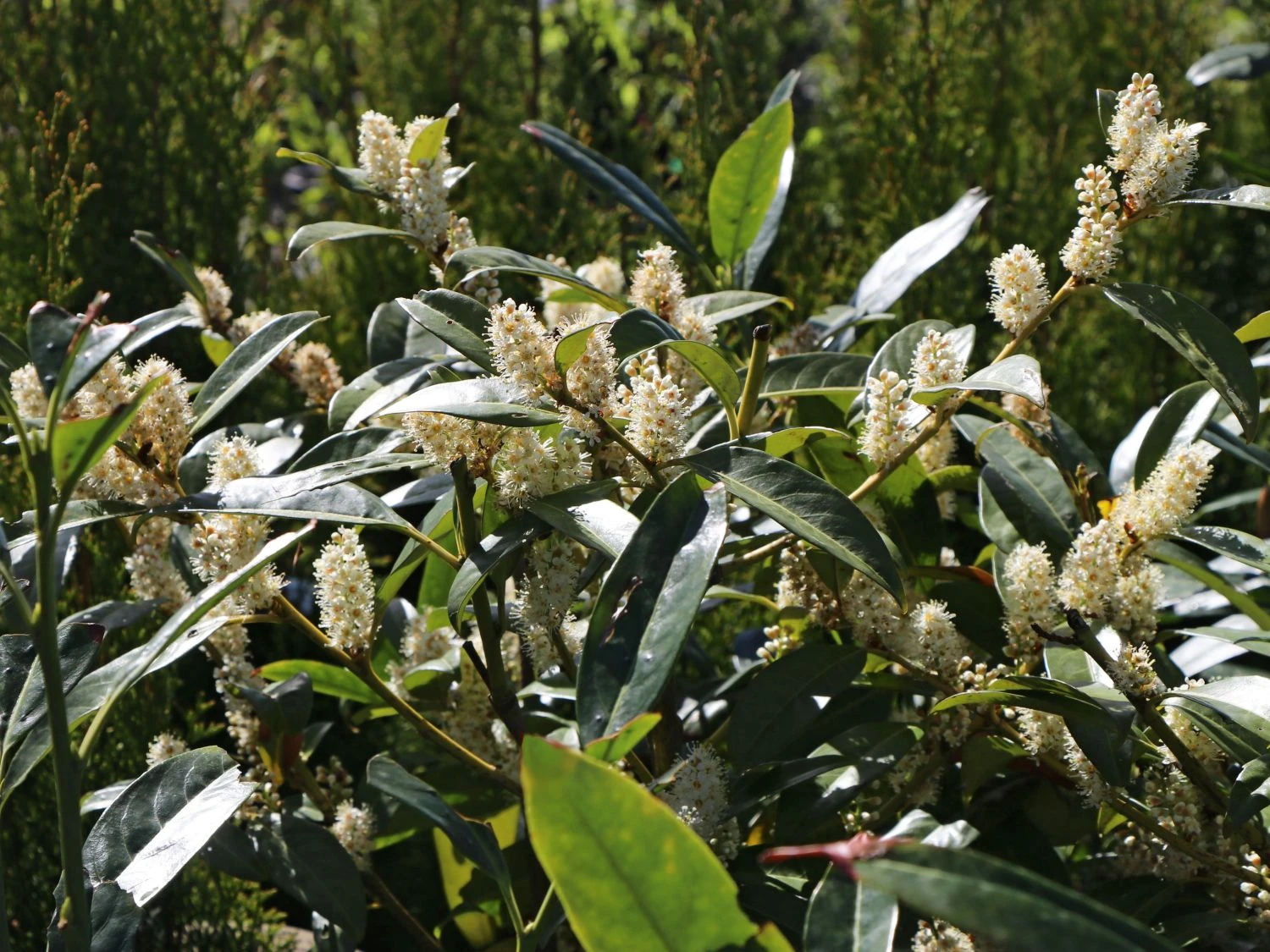 Aufrechter Kirschlorbeer / Lorbeerkirsche 'Herbergii' 8 Aufrechter Kirschlorbeer / Lorbeerkirsche 'Herbergii' – Bild 8