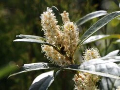 Aufrechter Kirschlorbeer / Lorbeerkirsche 'Herbergii' 16 Aufrechter Kirschlorbeer / Lorbeerkirsche 'Herbergii' -Edelrosen Geschaft aufrechter kirschlorbeer lorbeerkirsche herbergii m002192 w 3