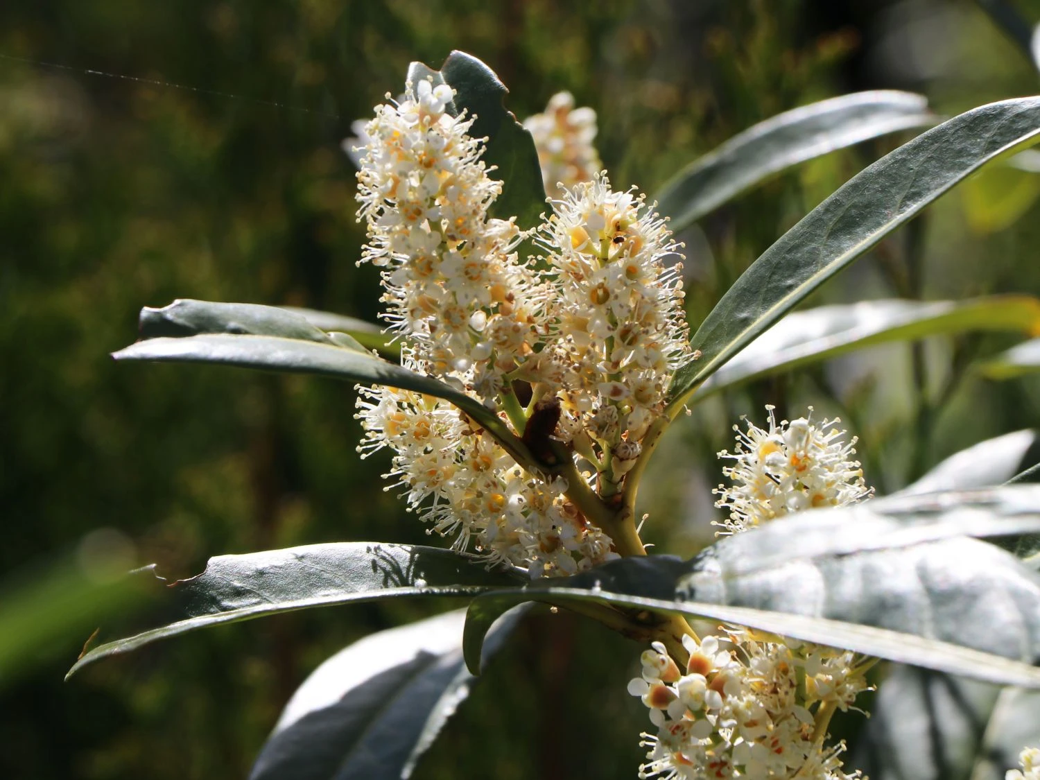 Aufrechter Kirschlorbeer / Lorbeerkirsche 'Herbergii' 4 Aufrechter Kirschlorbeer / Lorbeerkirsche 'Herbergii' – Bild 4