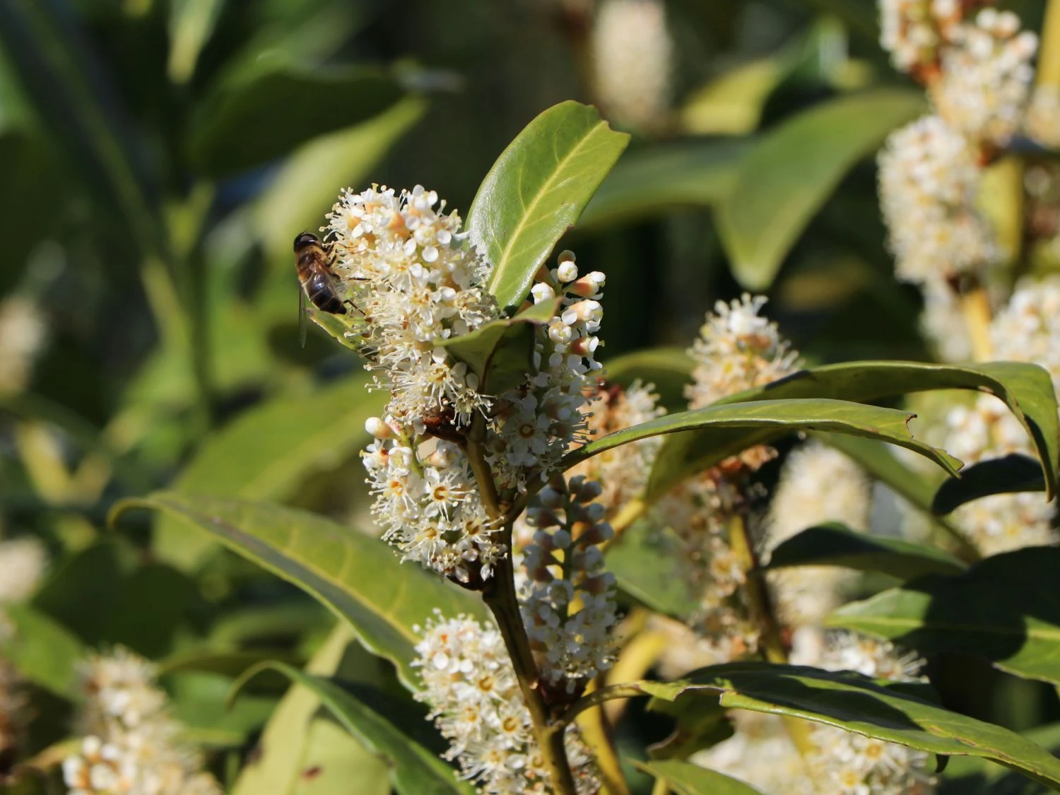 Aufrechter Kirschlorbeer / Lorbeerkirsche 'Herbergii' 3 Aufrechter Kirschlorbeer / Lorbeerkirsche 'Herbergii' – Bild 3