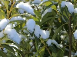 Aufrechter Kirschlorbeer / Lorbeerkirsche 'Herbergii' 21 Aufrechter Kirschlorbeer / Lorbeerkirsche 'Herbergii' -Edelrosen Geschaft aufrechter kirschlorbeer lorbeerkirsche herbergii m002192 w 5