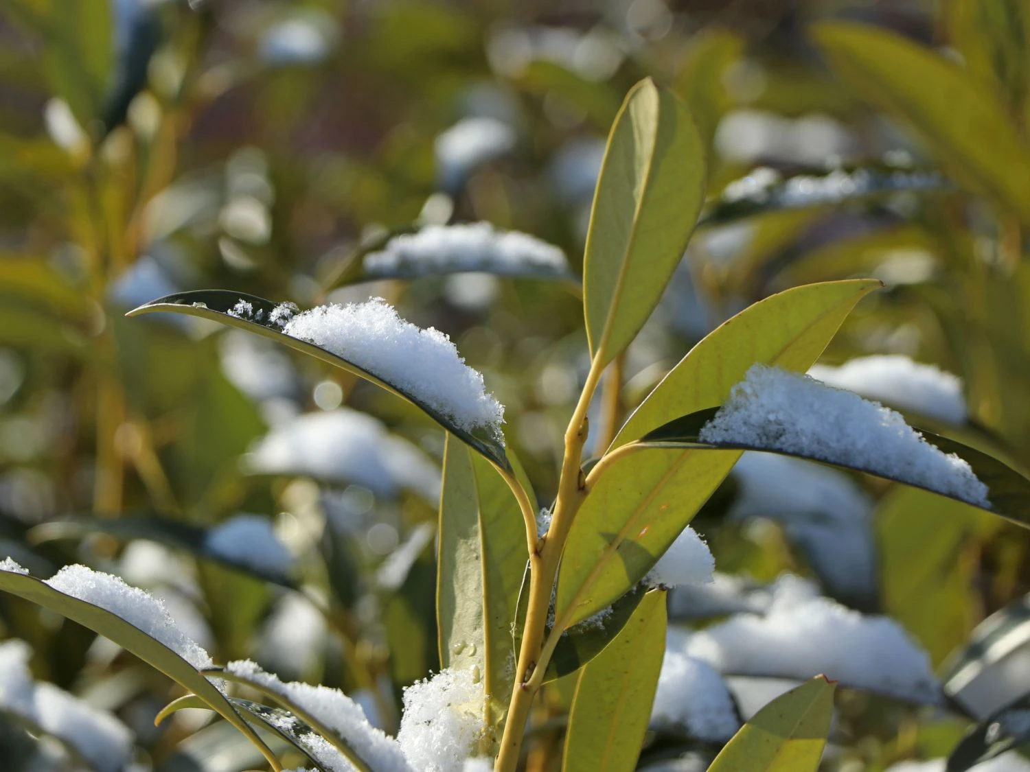 Aufrechter Kirschlorbeer / Lorbeerkirsche 'Herbergii' 2 Aufrechter Kirschlorbeer / Lorbeerkirsche 'Herbergii' – Bild 2