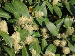 Aufrechter Kirschlorbeer / Lorbeerkirsche 'Herbergii' 19 Aufrechter Kirschlorbeer / Lorbeerkirsche 'Herbergii' -Edelrosen Geschaft aufrechter kirschlorbeer lorbeerkirsche herbergii m002192 w 7