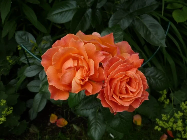 Beetrose 'Fellowship' ® 13 Beetrose 'Fellowship' ® – Bild 13