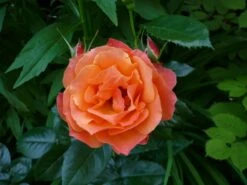 Beetrose 'Fellowship' ® 24 Beetrose 'Fellowship' ® -Edelrosen Geschaft b010128 Beetrose Fellowship 63599 1