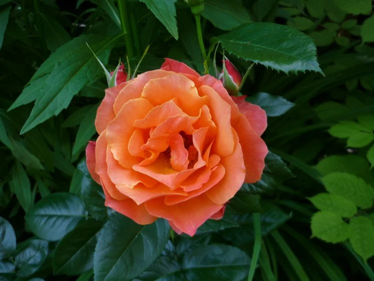 Beetrose 'Fellowship' ® 12 Beetrose 'Fellowship' ® – Bild 12