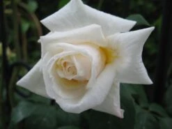 Kletterrose 'Ilse Krohn' ® Superior 22 Kletterrose 'Ilse Krohn' ® Superior -Edelrosen Geschaft b010620 Kletterrose Ilse Krohn Superior 101276 0