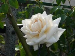 Kletterrose 'Ilse Krohn' ® Superior 23 Kletterrose 'Ilse Krohn' ® Superior -Edelrosen Geschaft b010620 Kletterrose Ilse Krohn Superior 73204 0