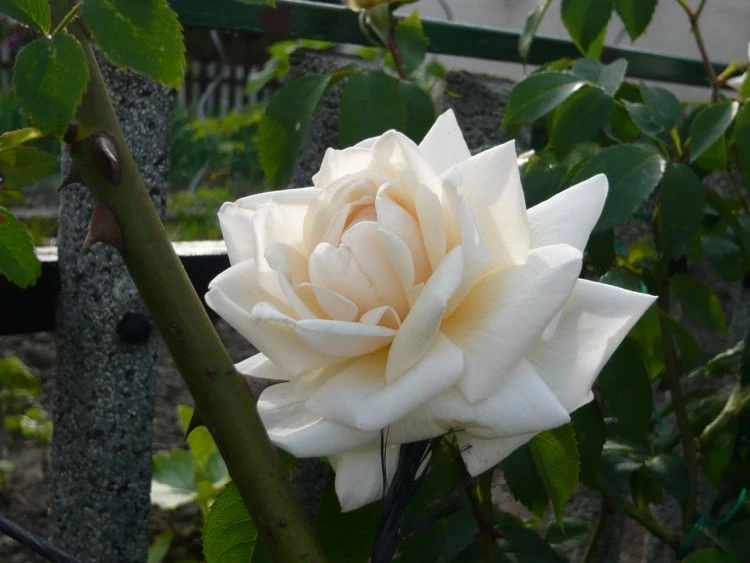 Kletterrose 'Ilse Krohn' ® Superior 12 Kletterrose 'Ilse Krohn' ® Superior – Bild 12