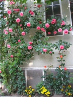 Kletterrose 'Lawinia' ® -Edelrosen Geschaft b010629 Kletterrose Lawinia 176126 0