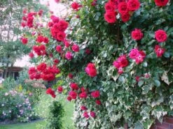 Kletterrose 'Sympathie' ® -Edelrosen Geschaft b010644 Kletterrose Sympathie 63443 0