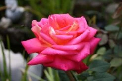 Edelrose 'Rebecca' ® -Edelrosen Geschaft b010799 Edelrose Rebecca 297804 0