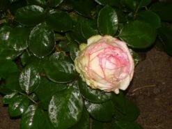Edelrose 'Biedermeier Garden' -Edelrosen Geschaft b011003 Zwergrose Biedermeier 38065 0