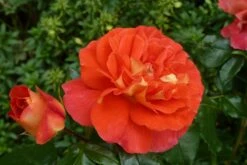 Beetrose 'Gebrüder Grimm' ® / 'Joli Tambour' -Edelrosen Geschaft b011614 Beetrose Gebrueder Grimm Joli Tambour 371016 0 1