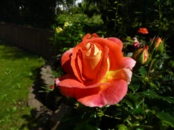 Beetrose 'Gebrüder Grimm' ® / 'Joli Tambour' -Edelrosen Geschaft b011614 Beetrose Gebrueder Grimm Joli Tambour 371016 0