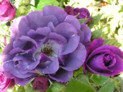 Beetrose / Strauchrose 'Rhapsody In Blue' 39 Beetrose / Strauchrose 'Rhapsody In Blue' -Edelrosen Geschaft b011619 Beet Strauchrose Rhapsody in Blue 108595 1