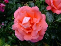 Edelrose 'Hamburger Deern' ® 15 Edelrose 'Hamburger Deern' ® -Edelrosen Geschaft b012961 Edelrose Hamburger Deern 219390 0