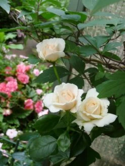 Kletterrose 'Penny Lane' 7 Kletterrose 'Penny Lane' -Edelrosen Geschaft b015532 Kletterrose Penny Lane 176126 0