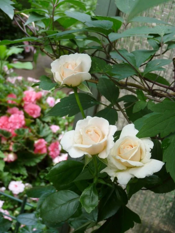 Kletterrose 'Penny Lane' 4 Kletterrose 'Penny Lane' – Bild 4