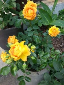 Beetrose 'Goldelse' ® -Edelrosen Geschaft b015949 Beetrose Goldelse 206955 0