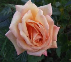 Kletterrose 'Barock' ® 27 Kletterrose 'Barock' ® -Edelrosen Geschaft b015952 Kletterrose Barock 53182 0