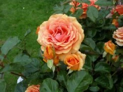 Edelrose 'Ashram' ® -Edelrosen Geschaft b016195 Edelrose Ashram 63599 0