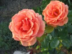Edelrose 'Ashram' ® -Edelrosen Geschaft b016195 Edelrose Ashram 66819 0