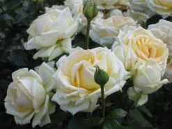 Edelrose 'Ambiente' ® -Edelrosen Geschaft b016513 Edelrose Ambiente 215890 0