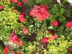 Beetrose 'Rotilia' ® 21 Beetrose 'Rotilia' ® -Edelrosen Geschaft b016522 Beetrose Rotilia 68847 0