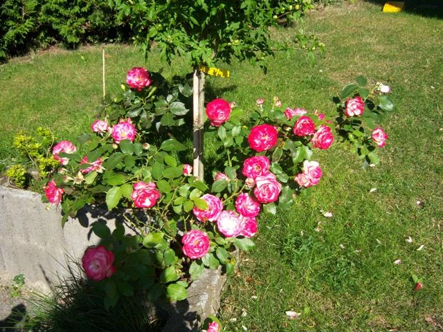 Beetrose 'Jubilé Du Prince De Monaco' 15 Beetrose 'Jubilé Du Prince De Monaco' – Bild 15