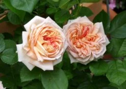 Kletterrose 'Alchymist' -Edelrosen Geschaft b017079 Kletterrose Alchymist 176126 0