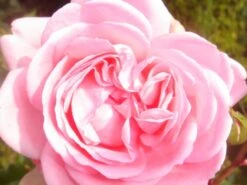 Beetrose 'Home & Garden' ® 21 Beetrose 'Home & Garden' ® -Edelrosen Geschaft b018067 Beetrose Home Garden 63139 0