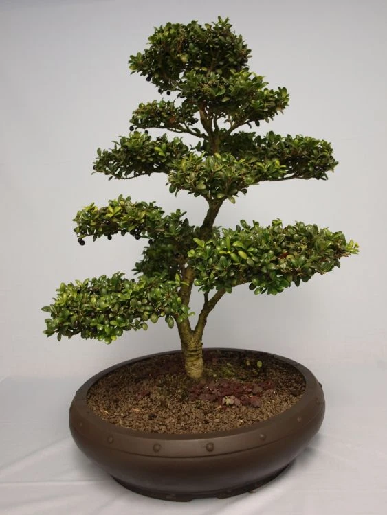 Löffel-Ilex / Japanischer Ilex 'Convexa' 12 Löffel-Ilex / Japanischer Ilex 'Convexa' – Bild 12