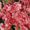 Japanische Azalee 'Cherie'