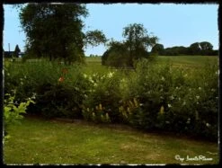 Schwarzgrüner Liguster 'Atrovirens' -Edelrosen Geschaft b018900 Schwarzgruener Liguster Atrovirens Wintergruener Liguster 60822 0