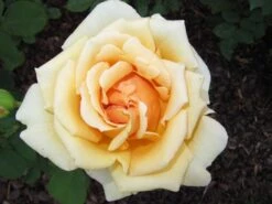 Edelrose 'Candlelight' ® -Edelrosen Geschaft b019639 Edelrose Candlelight 192332 0