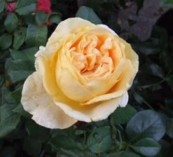 Edelrose 'Candlelight' ® -Edelrosen Geschaft b019639 Edelrose Candlelight 53182 0