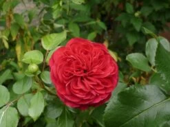 Beetrose 'Red Leonardo Da Vinci' ® -Edelrosen Geschaft b020552 Beetrose Red Leonardo da Vinci 63599 0