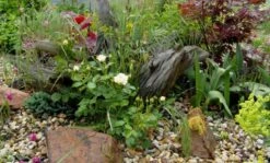 Beetrose 'Pastella' ® 19 Beetrose 'Pastella' ® -Edelrosen Geschaft b020583 Beetrose Pastella 146332 0