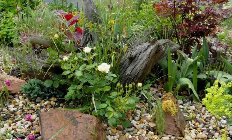 Beetrose 'Pastella' ® 10 Beetrose 'Pastella' ® – Bild 10