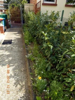 Aufrechter Kirschlorbeer / Lorbeerkirsche 'Herbergii' 25 Aufrechter Kirschlorbeer / Lorbeerkirsche 'Herbergii' -Edelrosen Geschaft b020720 Aufrechter Kirschlorbeer Lorbeerkirsche Herbergii 304795 0