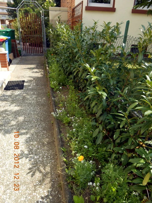 Aufrechter Kirschlorbeer / Lorbeerkirsche 'Herbergii' 13 Aufrechter Kirschlorbeer / Lorbeerkirsche 'Herbergii' – Bild 13