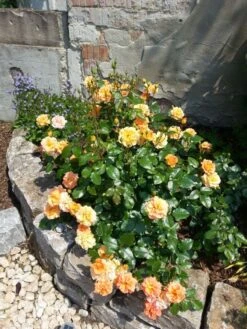 Beetrose 'Westzeit' ® 29 Beetrose 'Westzeit' ® -Edelrosen Geschaft b022293 Beetrose Westzeit 206955 0