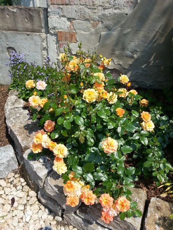 Beetrose 'Westzeit' ® 15 Beetrose 'Westzeit' ® – Bild 15