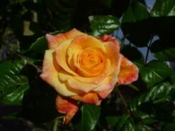 Kletterrose 'Moonlight' ® -Edelrosen Geschaft b022923 Kletterrose Moonlight 194885 0