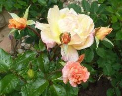 Kletterrose 'Moonlight' ® -Edelrosen Geschaft b022923 Kletterrose Moonlight 283525 0