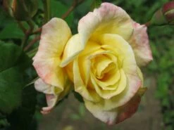 Kletterrose 'Moonlight' ® -Edelrosen Geschaft b022923 Kletterrose Moonlight 82479 0