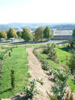 Kirschlorbeer / Lorbeerkirsche 'Rotundifolia' -Edelrosen Geschaft b028230 Kirschlorbeer Lorbeerkirsche Rotundifolia 298292 0
