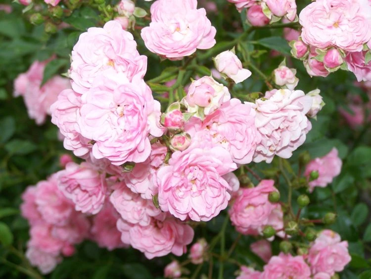 Bodendecker-Rose / Beetrose 'The Fairy' 16 Bodendecker-Rose / Beetrose 'The Fairy' – Bild 16